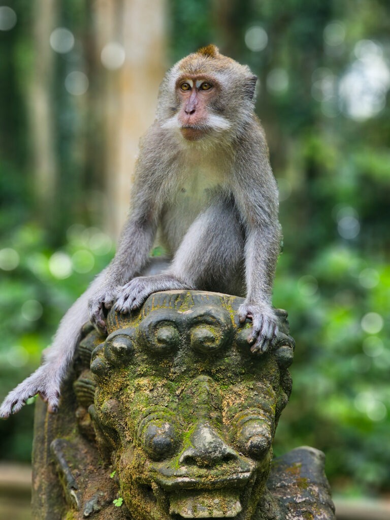 Wakacje na Bali - Małpa w lesie - Montaż filmu