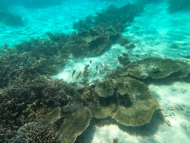 Filmy z wakacji - Snorkeling Malediwy