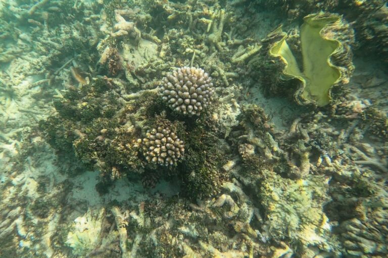 Snorkeling dla początkujących - Film ze snorkelingu