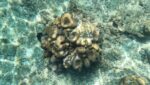 Snurkowanie dla początkujących - Film ze snorkelingu